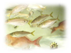 �V�N�Ȏh�g�A�ɂ��肪�����オ��܂�