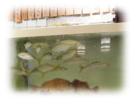 �X���ɂ͂�����������܂�